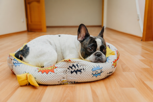 Comfortable Pet Beds Daily
