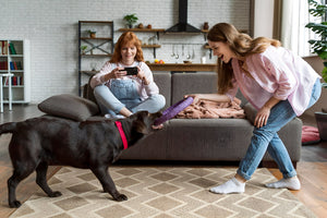 Fun Activities With Pet Toys